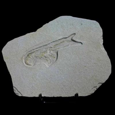 Mecochirus longimanatus Mecochirus longimanatus