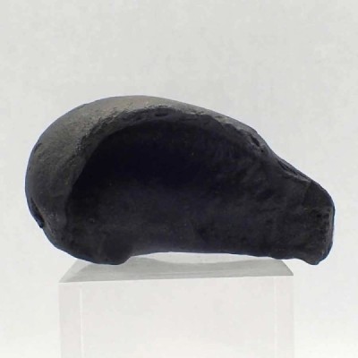 Tymphanic bulla Tymphanic bulla