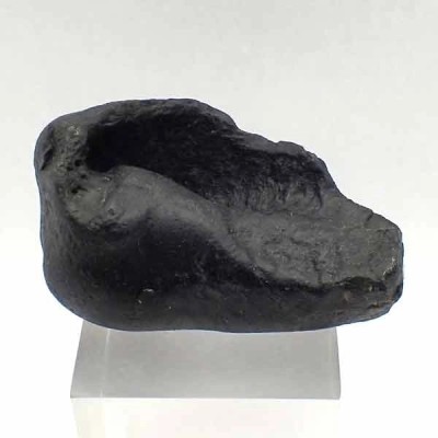 Tymphanic bulla Tymphanic bulla
