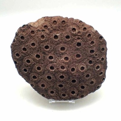Phillipsastrea sp. Phillipsastrea sp.