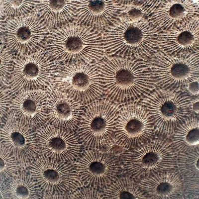 Phillipsastrea sp. Phillipsastrea sp.