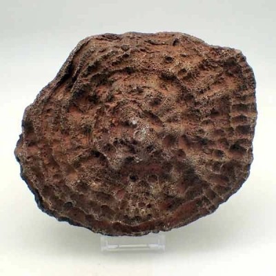 Phillipsastrea sp. Phillipsastrea sp.