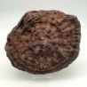  Phillipsastrea sp.