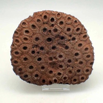 Phillipsastrea sp. Phillipsastrea sp.