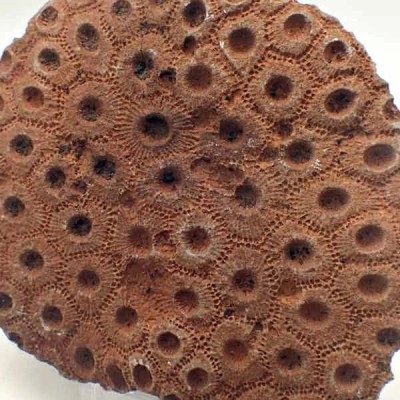 Phillipsastrea sp. Phillipsastrea sp.