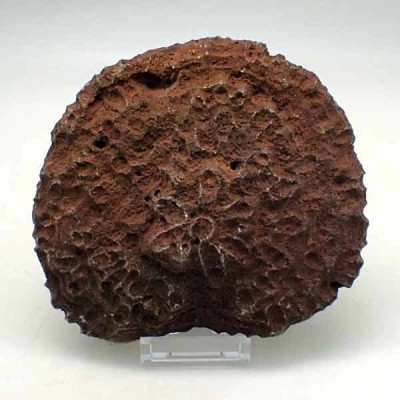 Phillipsastrea sp. Phillipsastrea sp.