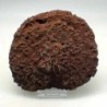  Phillipsastrea sp.