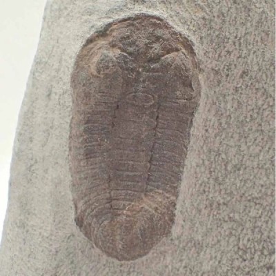 Eudolalites sp. Eudolalites sp.