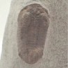 Eudolalites sp.