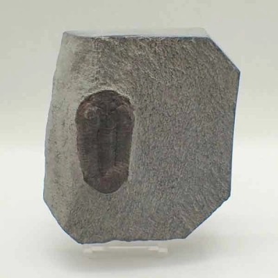 Eudolalites sp. Eudolalites sp.