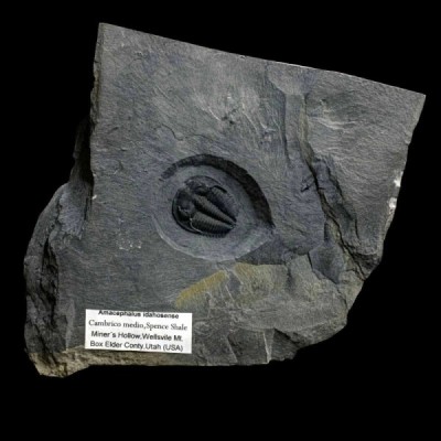 Amacephalus idahosense Amacephalus idahosense