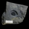 Amacephalus idahosense