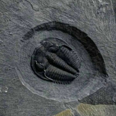 Amacephalus idahosense Amacephalus idahosense
