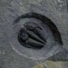  Amacephalus idahosense