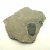 Elrathia kingi