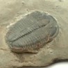  Elrathia kingi