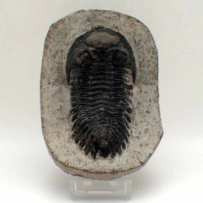 Hollardops mesocristata Hollardops mesocristata