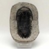 Hollardops mesocristata