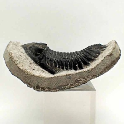 Hollardops mesocristata Hollardops mesocristata