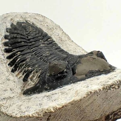 Hollardops mesocristata Hollardops mesocristata