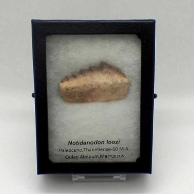 Notidanodon loozi Notidanodon loozi