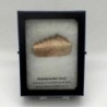 Notidanodon loozi
