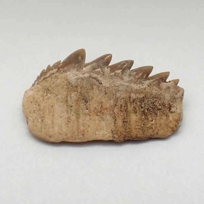 Notidanodon loozi Notidanodon loozi