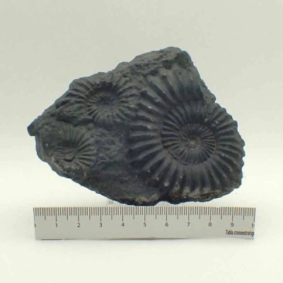 Brancoceras (Eubrancoceras) aegoceratoides Brancoceras (Eubrancoceras) aegoceratoides