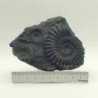 Brancoceras (Eubrancoceras) aegoceratoides