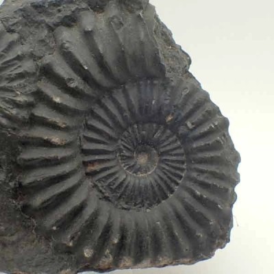Brancoceras (Eubrancoceras) aegoceratoides Brancoceras (Eubrancoceras) aegoceratoides
