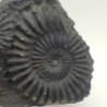  Brancoceras (Eubrancoceras) aegoceratoides