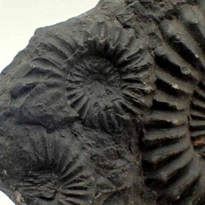 Brancoceras (Eubrancoceras) aegoceratoides Brancoceras (Eubrancoceras) aegoceratoides