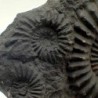  Brancoceras (Eubrancoceras) aegoceratoides