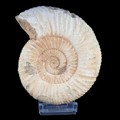 Katroliceras matsumotoi Katroliceras matsumotoi