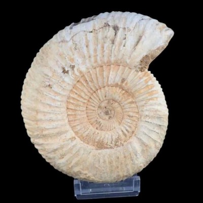 Katroliceras matsumotoi Katroliceras matsumotoi