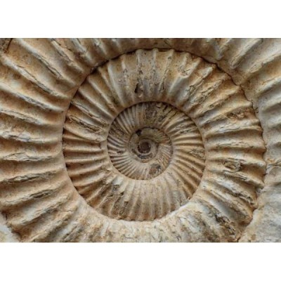 Katroliceras matsumotoi Katroliceras matsumotoi
