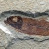 Knigthia eocaena
