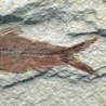  Knigthia eocaena