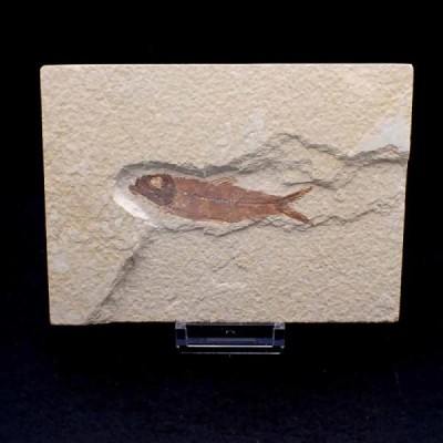 Knigthia eocaena Knigthia eocaena