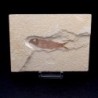  Knigthia eocaena