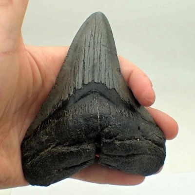Carcharocles megalodon Carcharocles megalodon