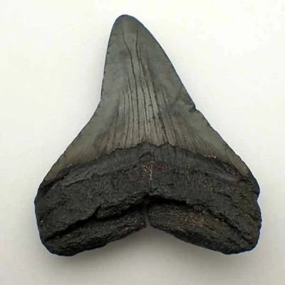 Carcharocles megalodon Carcharocles megalodon