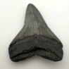  Carcharocles megalodon