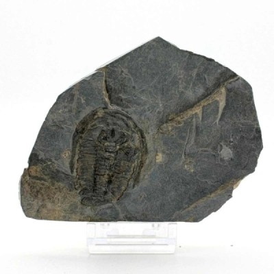 Amecephalus laticaudum Amecephalus laticaudum
