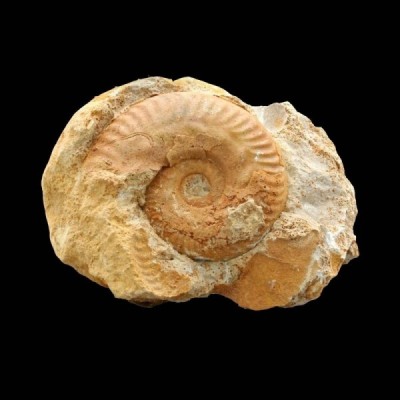 Hecticoceras hecticum Hecticoceras hecticum