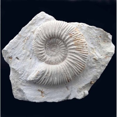 Reineckeia anceps ancepsi Reineckeia anceps ancepsi