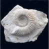 Reineckeia anceps ancepsi