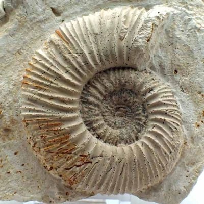 Reineckeia anceps ancepsi Reineckeia anceps ancepsi