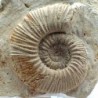  Reineckeia anceps ancepsi