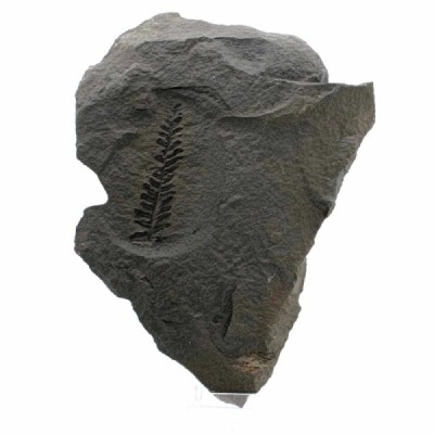 Pecopteris intergra Pecopteris intergra